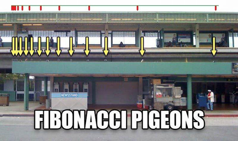 pigeons1