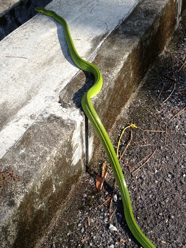 Snake in Kiara